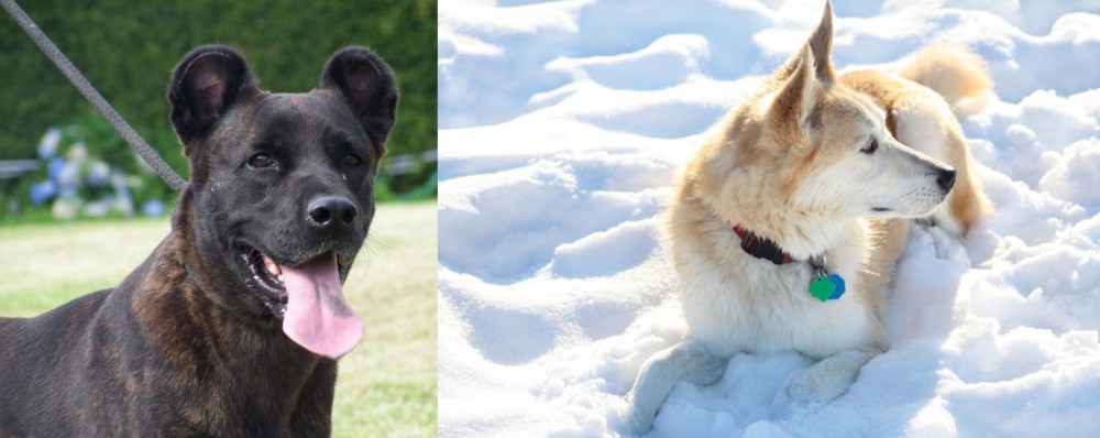 Labrador Husky vs Cao Fila de Sao Miguel - Breed Comparison