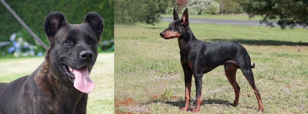 Manchester Terrier vs Cao Fila de Sao Miguel - Breed Comparison