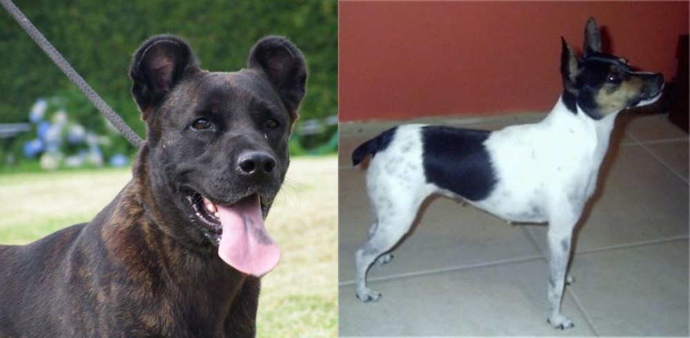 Miniature Fox Terrier vs Cao Fila de Sao Miguel - Breed Comparison