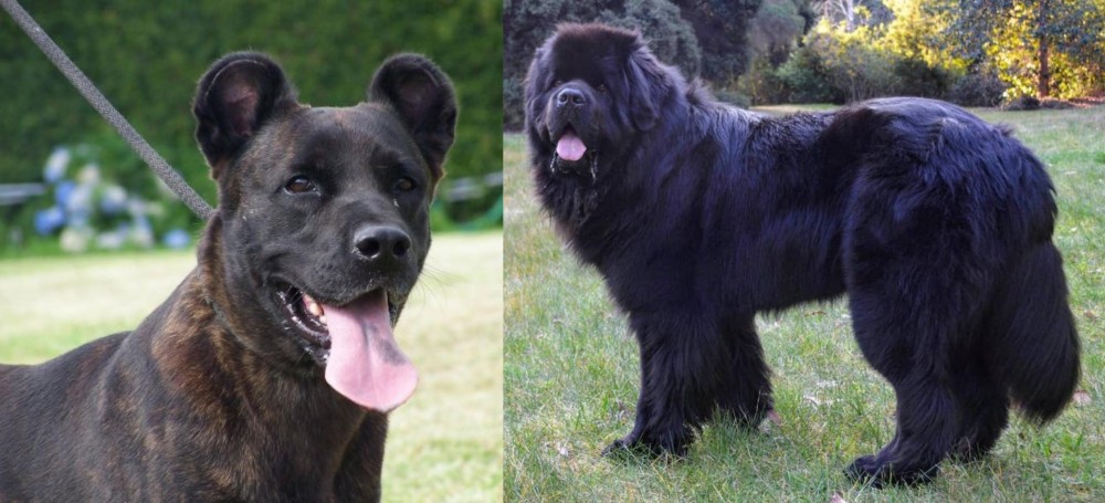 Newfoundland Dog vs Cao Fila de Sao Miguel - Breed Comparison