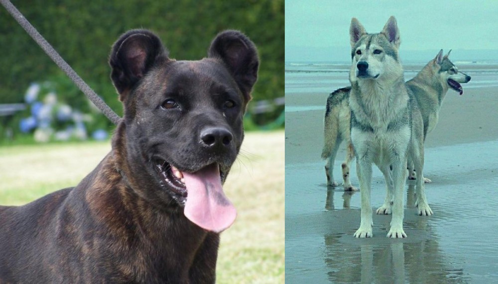 Northern Inuit Dog vs Cao Fila de Sao Miguel - Breed Comparison