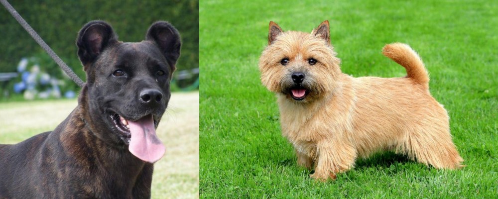 Norwich Terrier vs Cao Fila de Sao Miguel - Breed Comparison