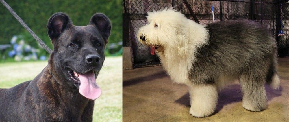Old English Sheepdog vs Cao Fila de Sao Miguel - Breed Comparison