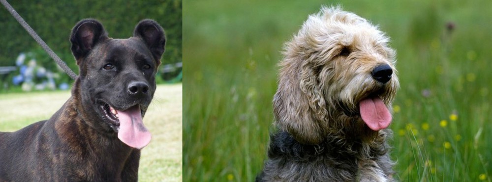 Otterhound vs Cao Fila de Sao Miguel - Breed Comparison