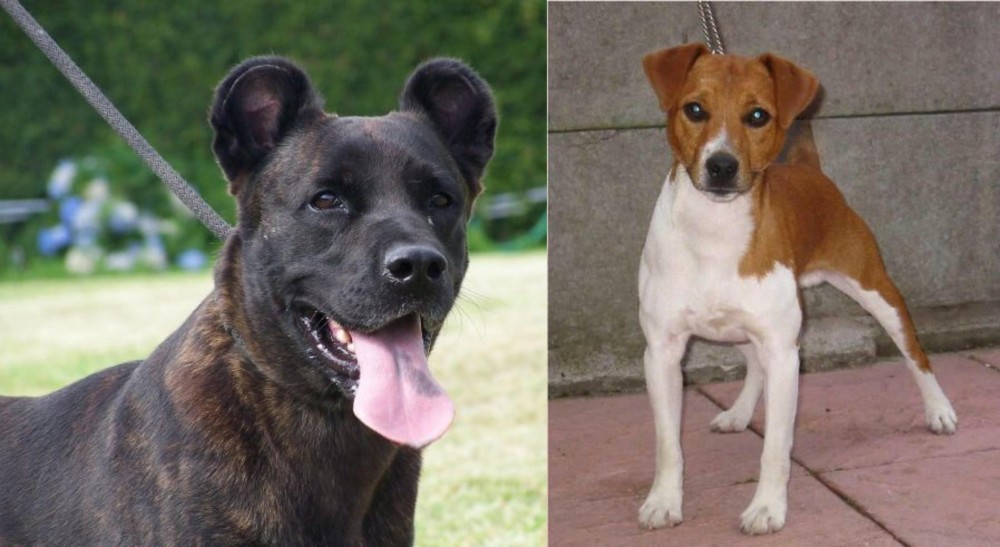 Plummer Terrier vs Cao Fila de Sao Miguel - Breed Comparison
