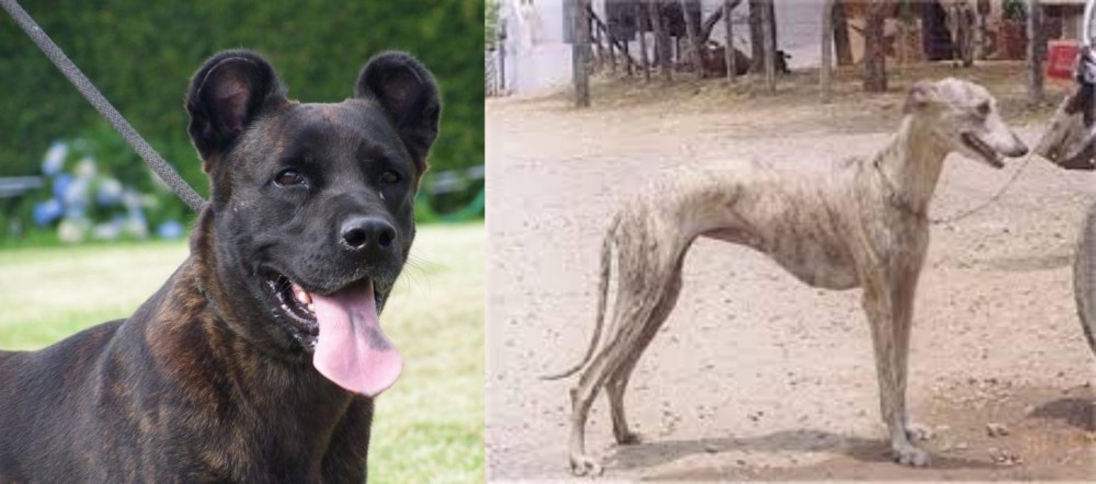 Rampur Greyhound vs Cao Fila de Sao Miguel - Breed Comparison
