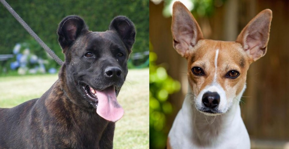 Rat Terrier vs Cao Fila de Sao Miguel - Breed Comparison