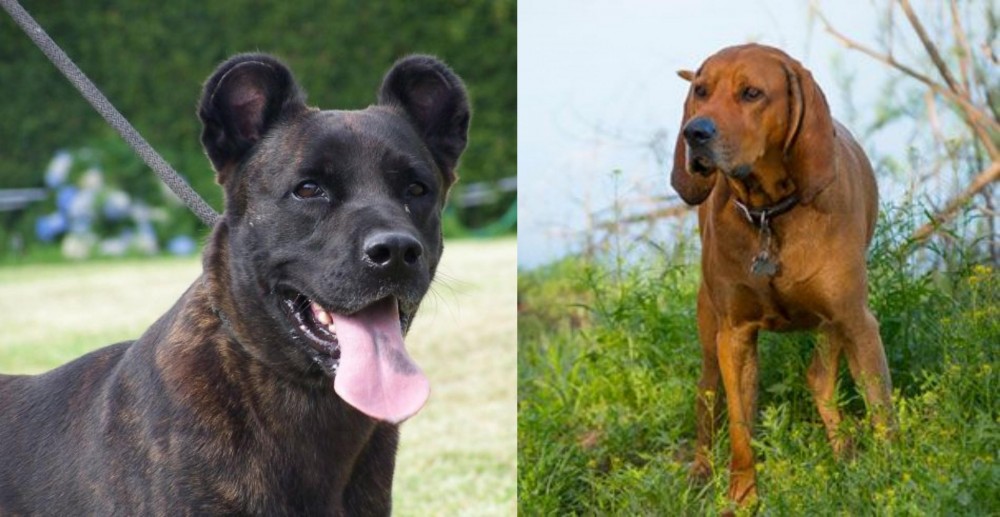 Redbone Coonhound vs Cao Fila de Sao Miguel - Breed Comparison