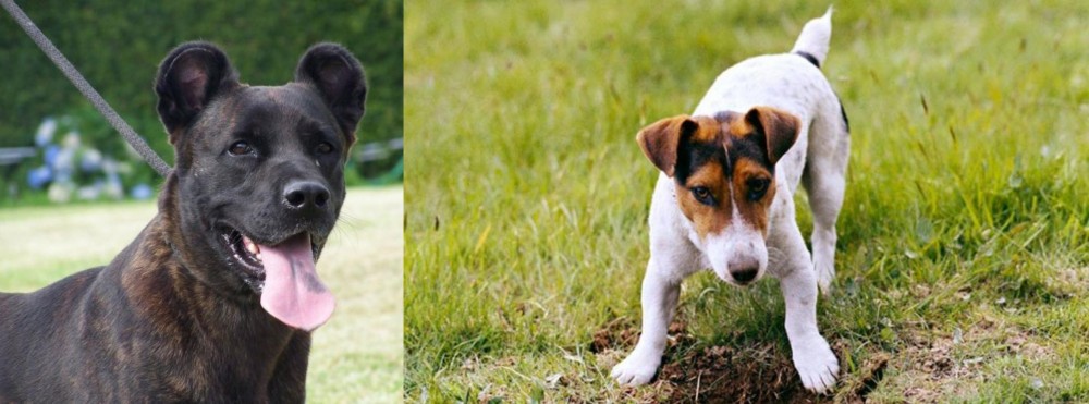 Russell Terrier vs Cao Fila de Sao Miguel - Breed Comparison