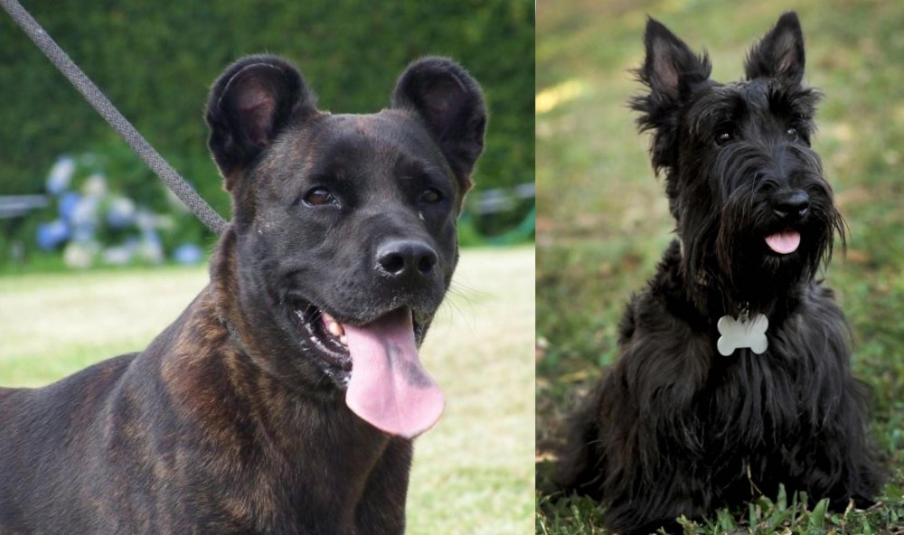 Scoland Terrier vs Cao Fila de Sao Miguel - Breed Comparison