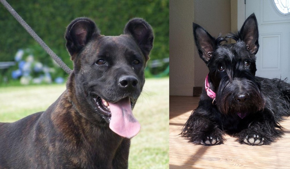 Scottish Terrier vs Cao Fila de Sao Miguel - Breed Comparison