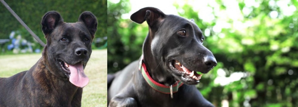 Shepard Labrador vs Cao Fila de Sao Miguel - Breed Comparison
