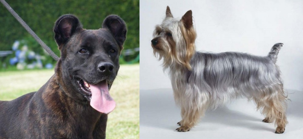 Silky Terrier vs Cao Fila de Sao Miguel - Breed Comparison
