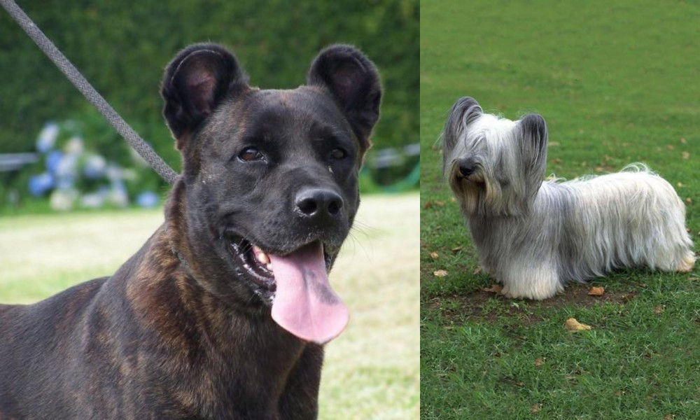 Skye Terrier vs Cao Fila de Sao Miguel - Breed Comparison