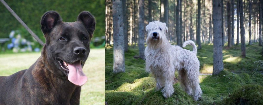 Soft-Coated Wheaten Terrier vs Cao Fila de Sao Miguel - Breed Comparison