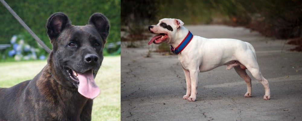 Staffordshire Bull Terrier vs Cao Fila de Sao Miguel - Breed Comparison