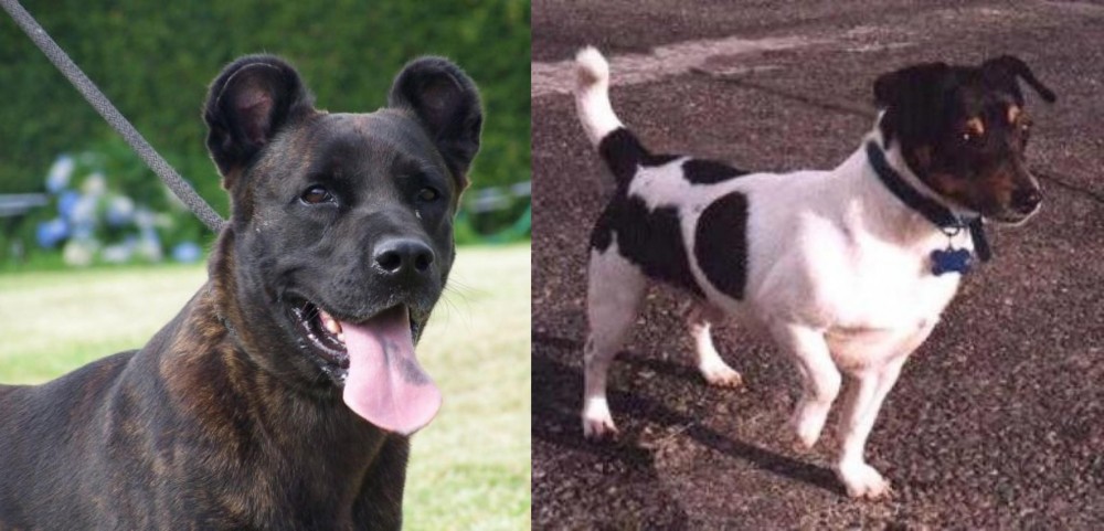 Teddy Roosevelt Terrier vs Cao Fila de Sao Miguel - Breed Comparison