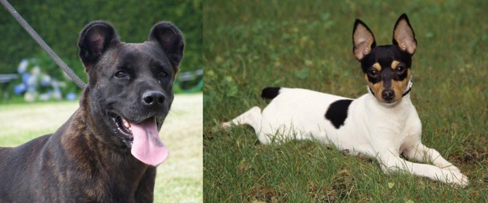 Toy Fox Terrier vs Cao Fila de Sao Miguel - Breed Comparison