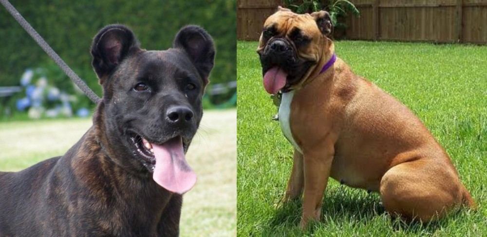 Valley Bulldog vs Cao Fila de Sao Miguel - Breed Comparison