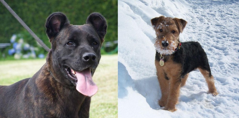 Welsh Terrier vs Cao Fila de Sao Miguel - Breed Comparison