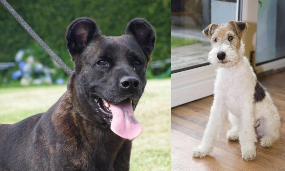 Wire Fox Terrier vs Cao Fila de Sao Miguel - Breed Comparison