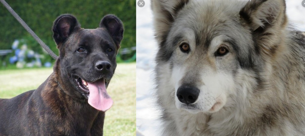Wolfdog vs Cao Fila de Sao Miguel - Breed Comparison