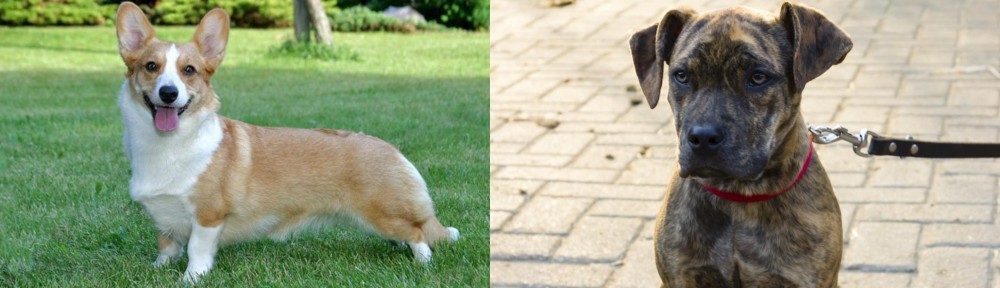 Catahoula Bulldog vs Cardigan Welsh Corgi - Breed Comparison