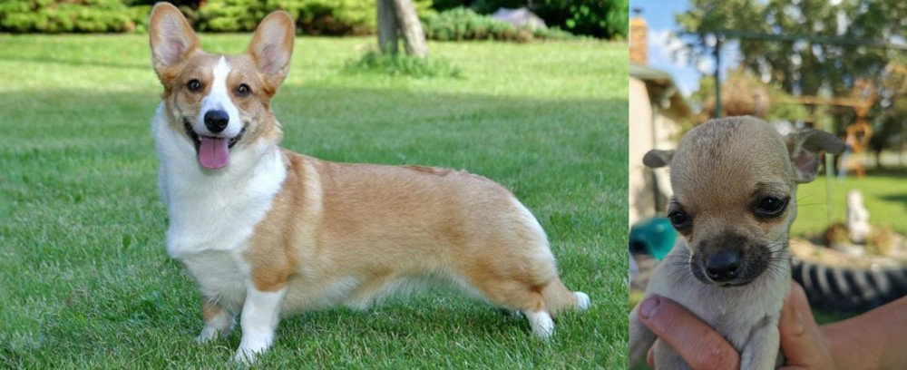 Chihuahua vs Cardigan Welsh Corgi - Breed Comparison