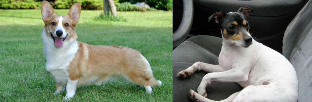 Chilean Fox Terrier vs Cardigan Welsh Corgi - Breed Comparison