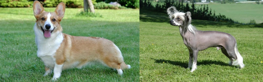 Chinese Crested Dog vs Cardigan Welsh Corgi - Breed Comparison