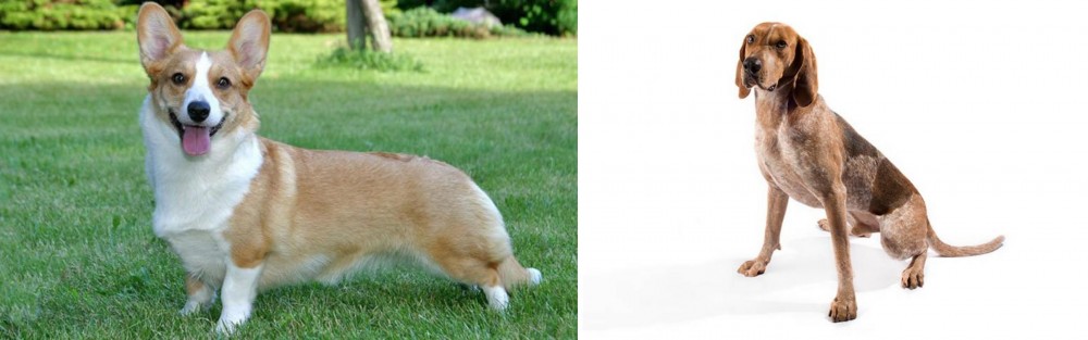 Coonhound vs Cardigan Welsh Corgi - Breed Comparison