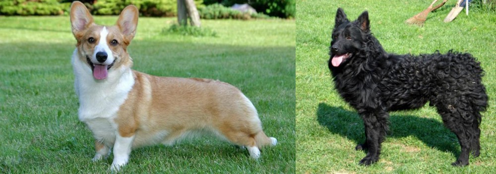 Croatian Sheepdog vs Cardigan Welsh Corgi - Breed Comparison