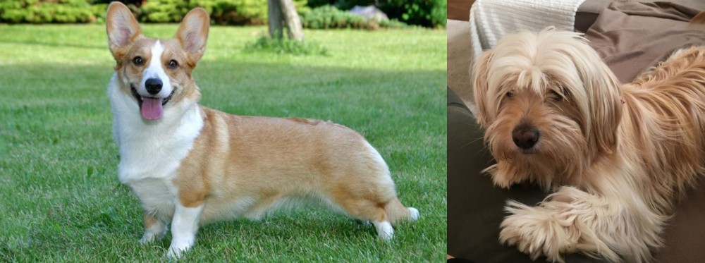 Cyprus Poodle vs Cardigan Welsh Corgi - Breed Comparison