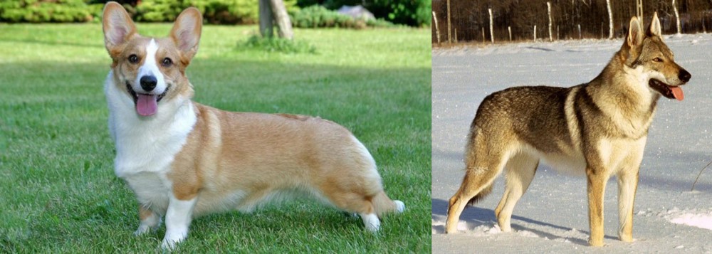 Czechoslovakian Wolfdog vs Cardigan Welsh Corgi - Breed Comparison