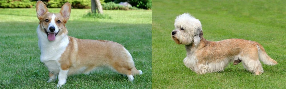 Dandie Dinmont Terrier vs Cardigan Welsh Corgi - Breed Comparison