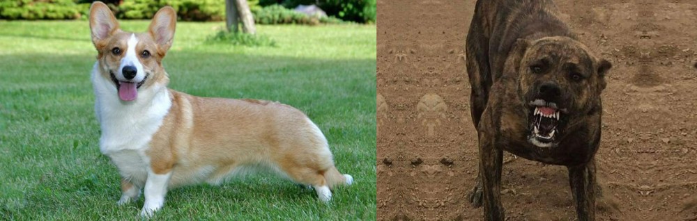 Dogo Sardesco vs Cardigan Welsh Corgi - Breed Comparison