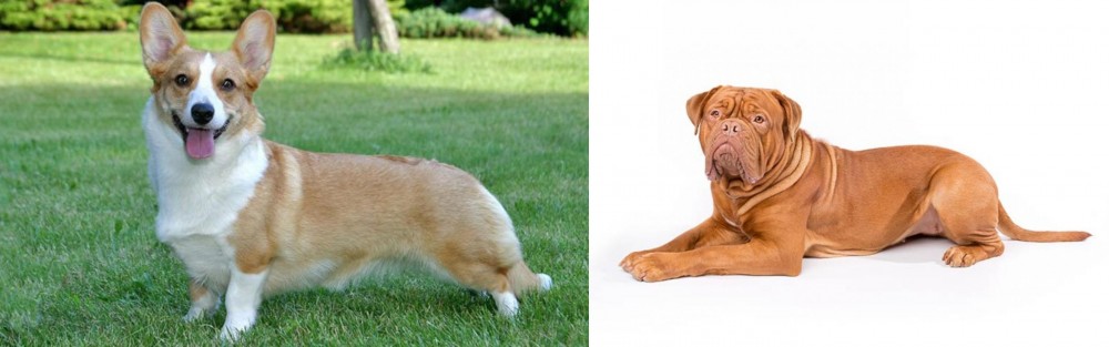 Dogue De Bordeaux vs Cardigan Welsh Corgi - Breed Comparison