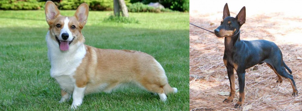 English Toy Terrier (Black & Tan) vs Cardigan Welsh Corgi - Breed Comparison