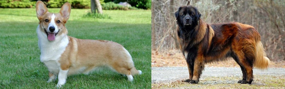 Estrela Mountain Dog vs Cardigan Welsh Corgi - Breed Comparison