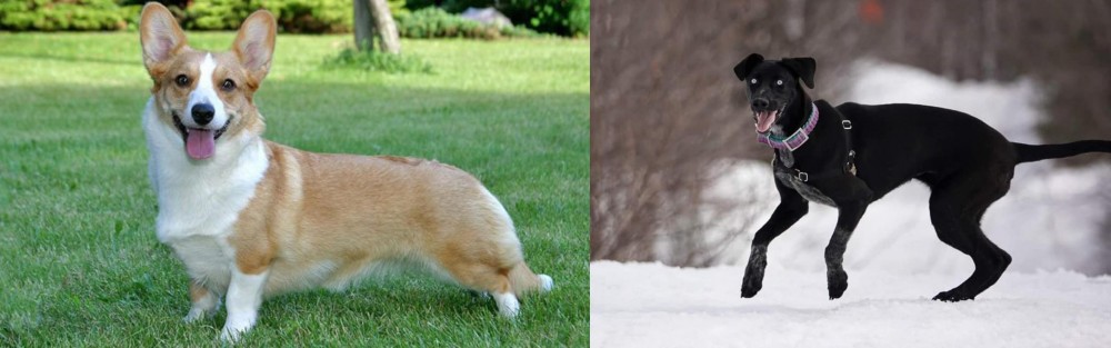 Eurohound vs Cardigan Welsh Corgi - Breed Comparison