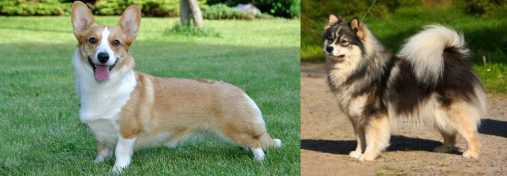 Finnish Lapphund vs Cardigan Welsh Corgi - Breed Comparison