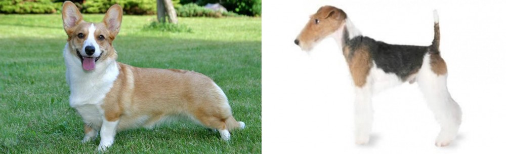 Fox Terrier vs Cardigan Welsh Corgi - Breed Comparison