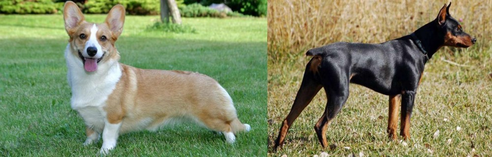 German Pinscher vs Cardigan Welsh Corgi - Breed Comparison