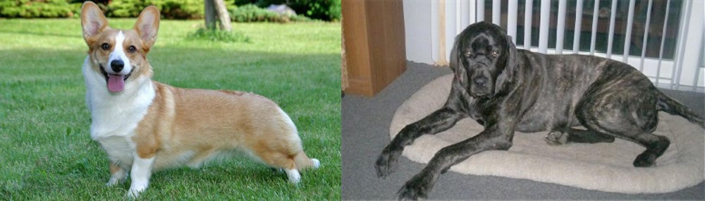 Giant Maso Mastiff vs Cardigan Welsh Corgi - Breed Comparison