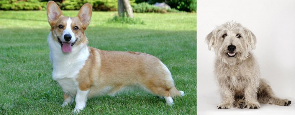 Glen of Imaal Terrier vs Cardigan Welsh Corgi - Breed Comparison