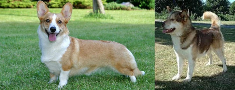 Greenland Dog vs Cardigan Welsh Corgi - Breed Comparison