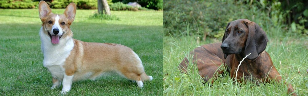 Hanover Hound vs Cardigan Welsh Corgi - Breed Comparison