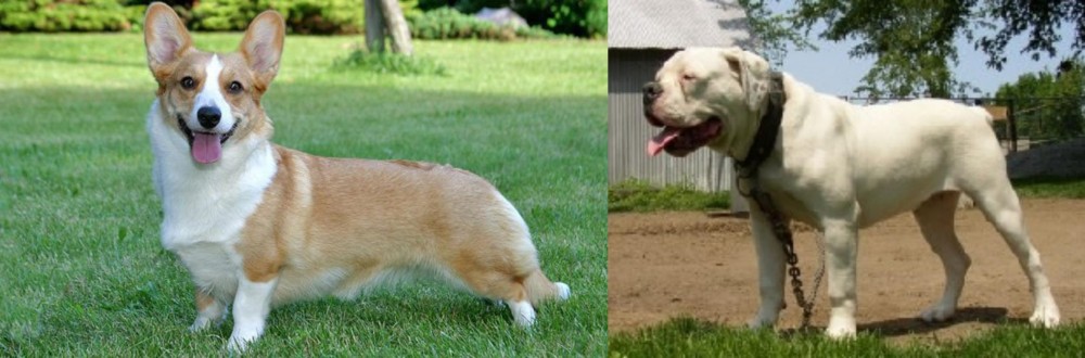Hermes Bulldogge vs Cardigan Welsh Corgi - Breed Comparison