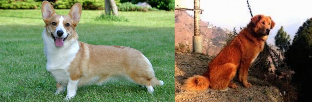 Himalayan Sheepdog vs Cardigan Welsh Corgi - Breed Comparison
