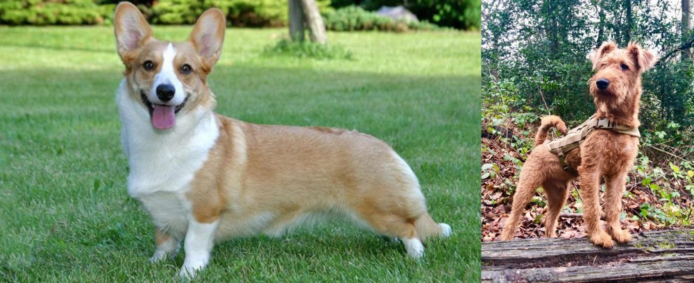 Irish Terrier vs Cardigan Welsh Corgi - Breed Comparison